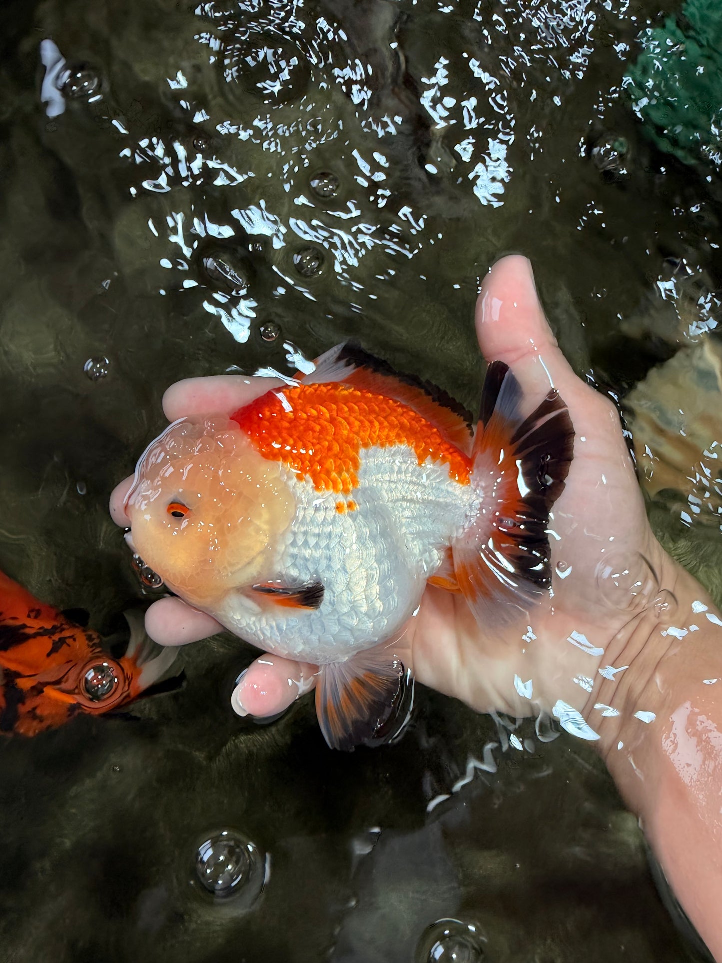 AAA Grade Tricolor Yuanbao Male 5 inches #072426YB_26