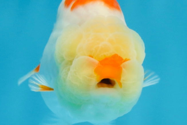 AAA Grade Red White Shark LionQueen 4 inches #101725LC_01