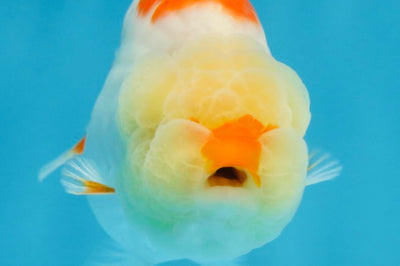 AAA Grade Red White Shark LionQueen 4 inches #101725LC_01