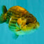 Apache Chinese Ranchu Female 5-5.5 inches #050826RC_11