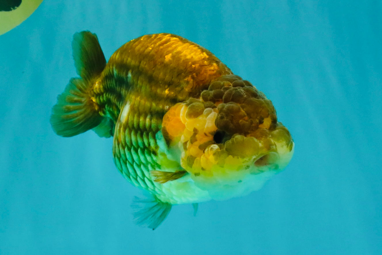 Apache Chinese Ranchu Female 5-5.5 inches #050826RC_11
