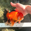 AAA Grade Apache Oranda Male 5.5-6 inches #041726OR_11
