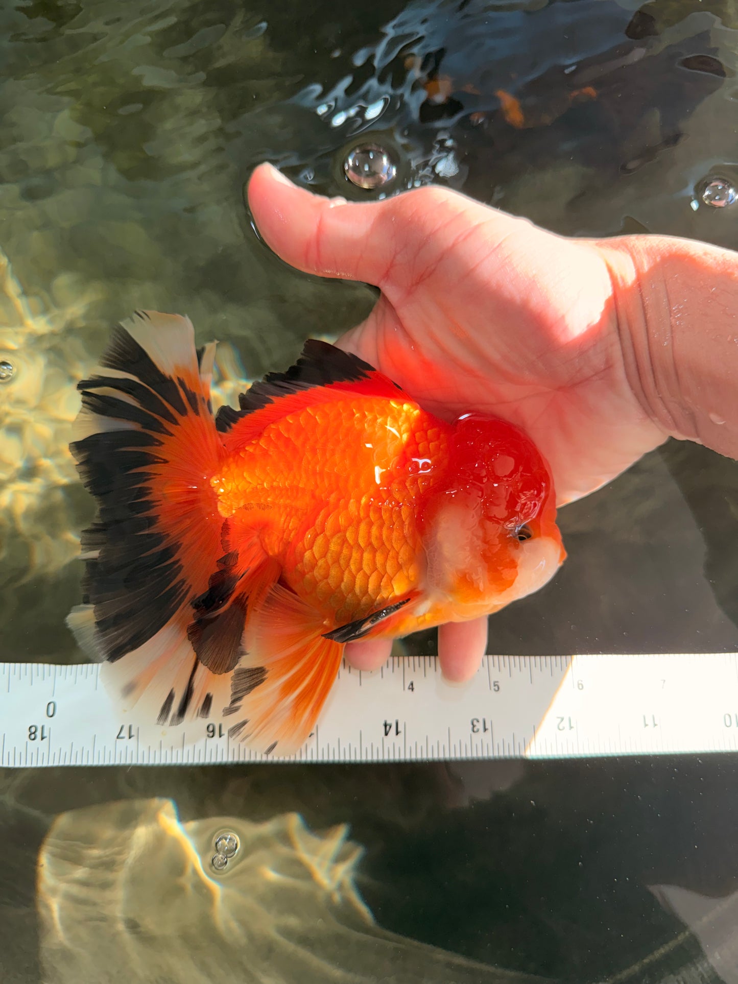 AAA Grade Apache Oranda Male 5.5-6 inches #041726OR_11