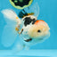 A Grade BEAUTY Tricolor Oranda Female 5.5-6 inches #072525OR_07