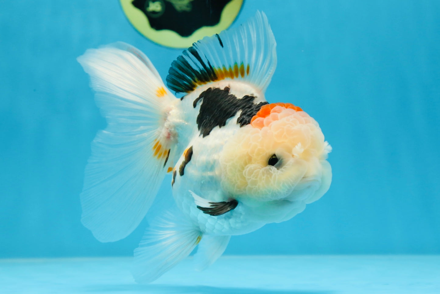 A Grade BEAUTY Tricolor Oranda Female 5.5-6 inches #072525OR_07