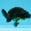 Bébé mâle Black Ranchu 3,5-4 pouces #0726RC_28