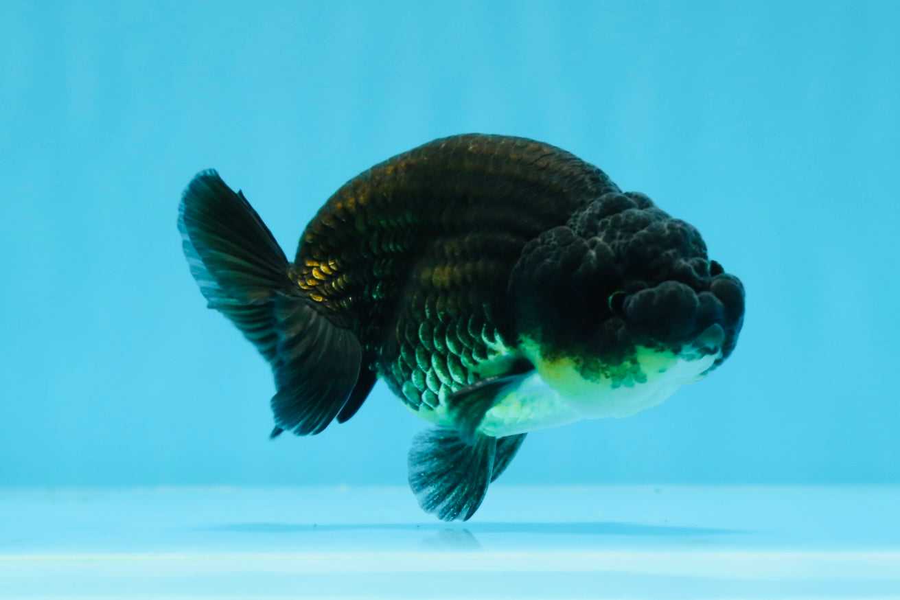 Bebé macho negro ranchu de 3,5 a 4 pulgadas #0726RC_28