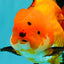 AAA Grade Apache Oranda Female 5.5-6 inches #071026OR_25
