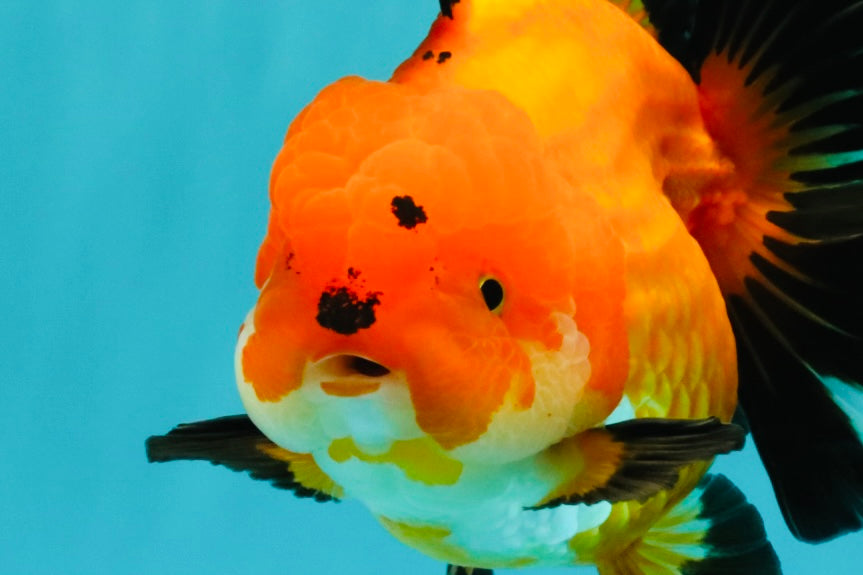 AAA Grade Apache Oranda Female 5.5-6 inches #071026OR_25