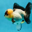 A Grade Panda Oranda Female 5-5.5 inches #050925OR_35