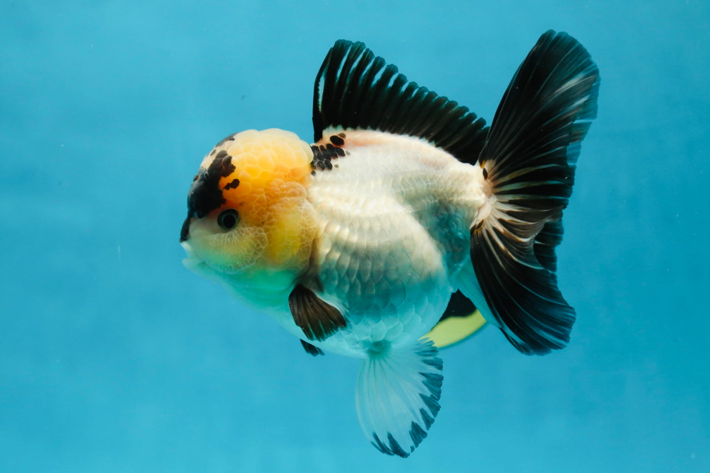 A Grade Panda Oranda Female 5-5.5 inches #050925OR_35
