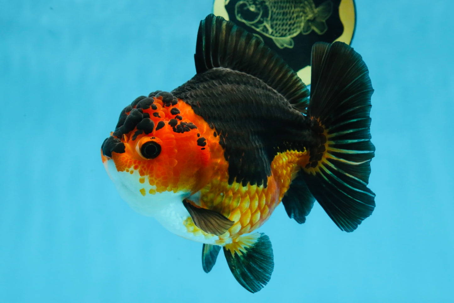 A Grade SPECIAL Apache Yuanbao Female 5.5 inches #100325YB_04