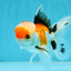 A Grade Tricolor Oranda Male 4.5 inches #050225OR_10