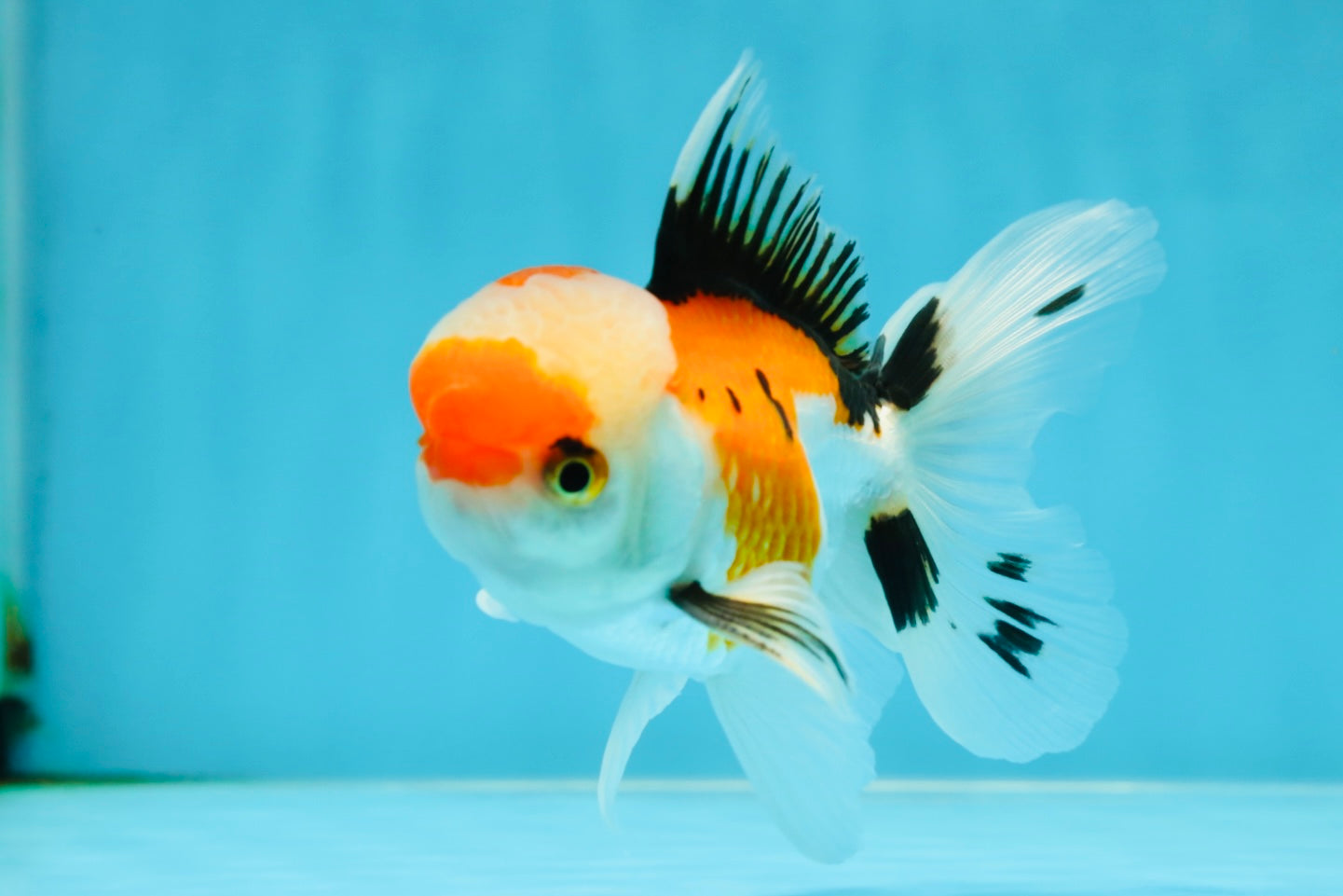 A Grade Tricolor Oranda Male 4.5 inches #050225OR_10