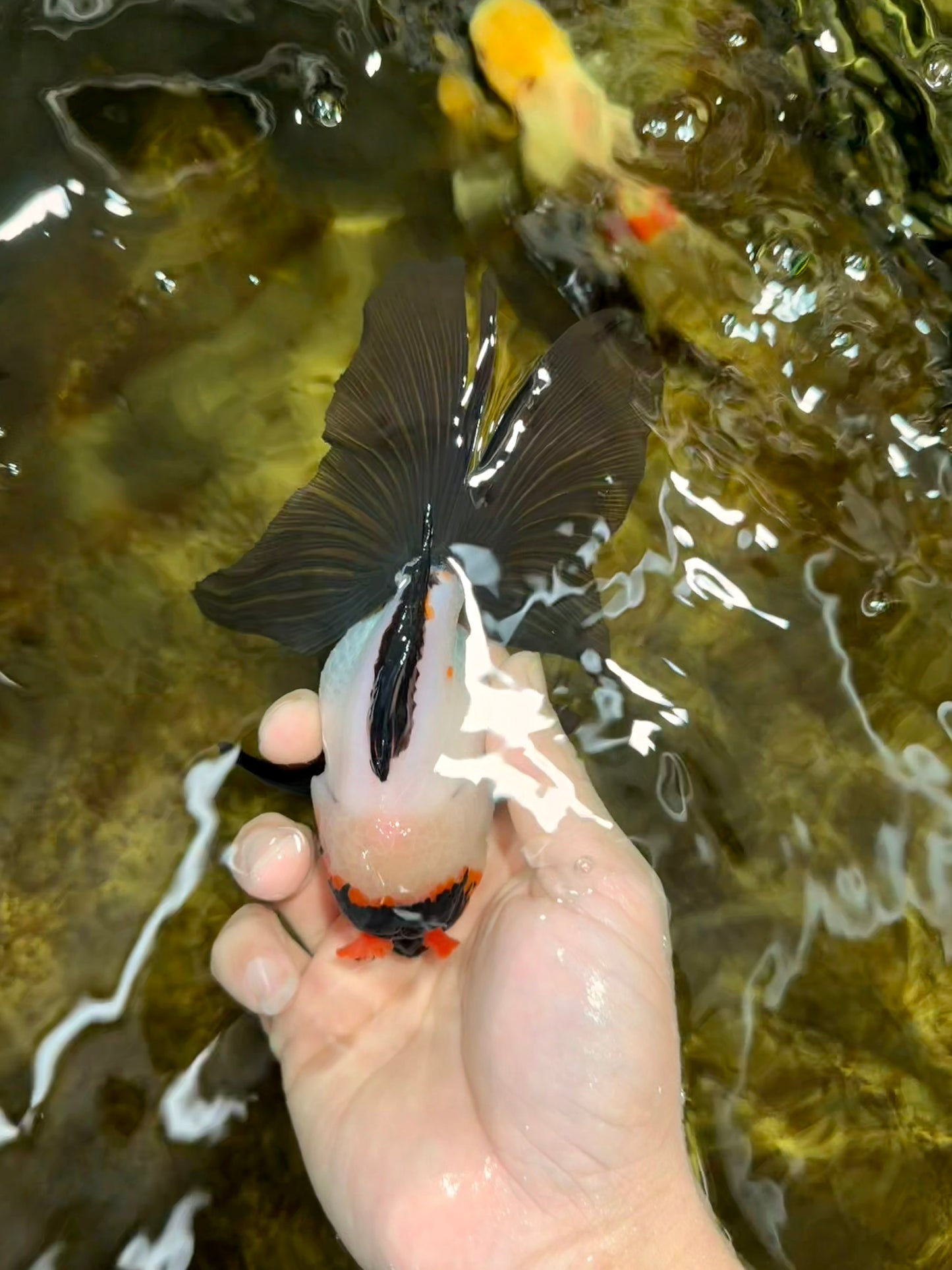 Little Pompom Tricolor Oranda Female 5.5 inches #111425OR_16