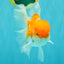 A Grade Red White Oranda Male 5.5 inches #081426OR_08