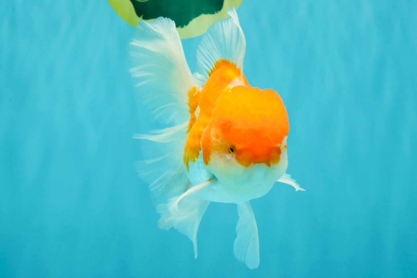 A Grade Red White Oranda Male 5.5 inches #081426OR_08