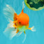 A Grade Red White Oranda Male 6 inches #081426OR_13
