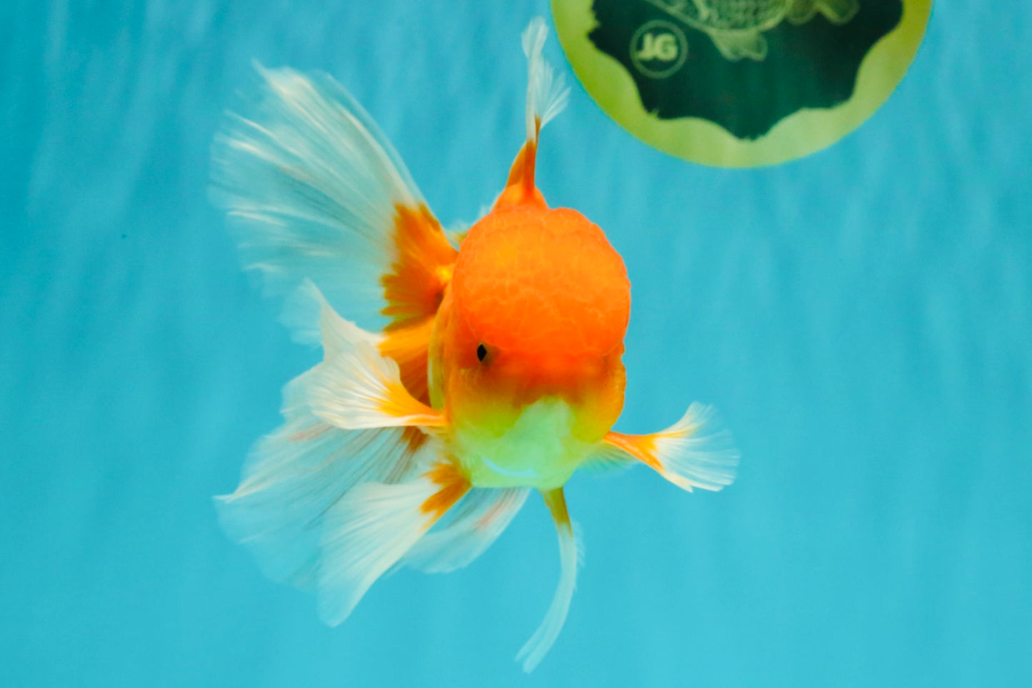 A Grade Red White Oranda Male 6 inches #081426OR_13