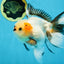 Tricolor Oranda Female 5.5 inches #100325OR_15