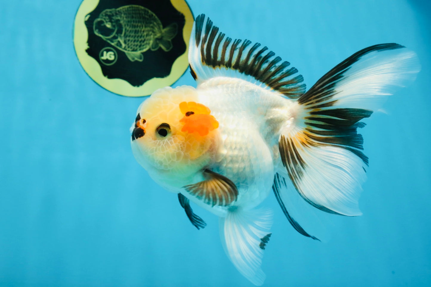 Tricolor Oranda Female 5.5 inches #100325OR_15