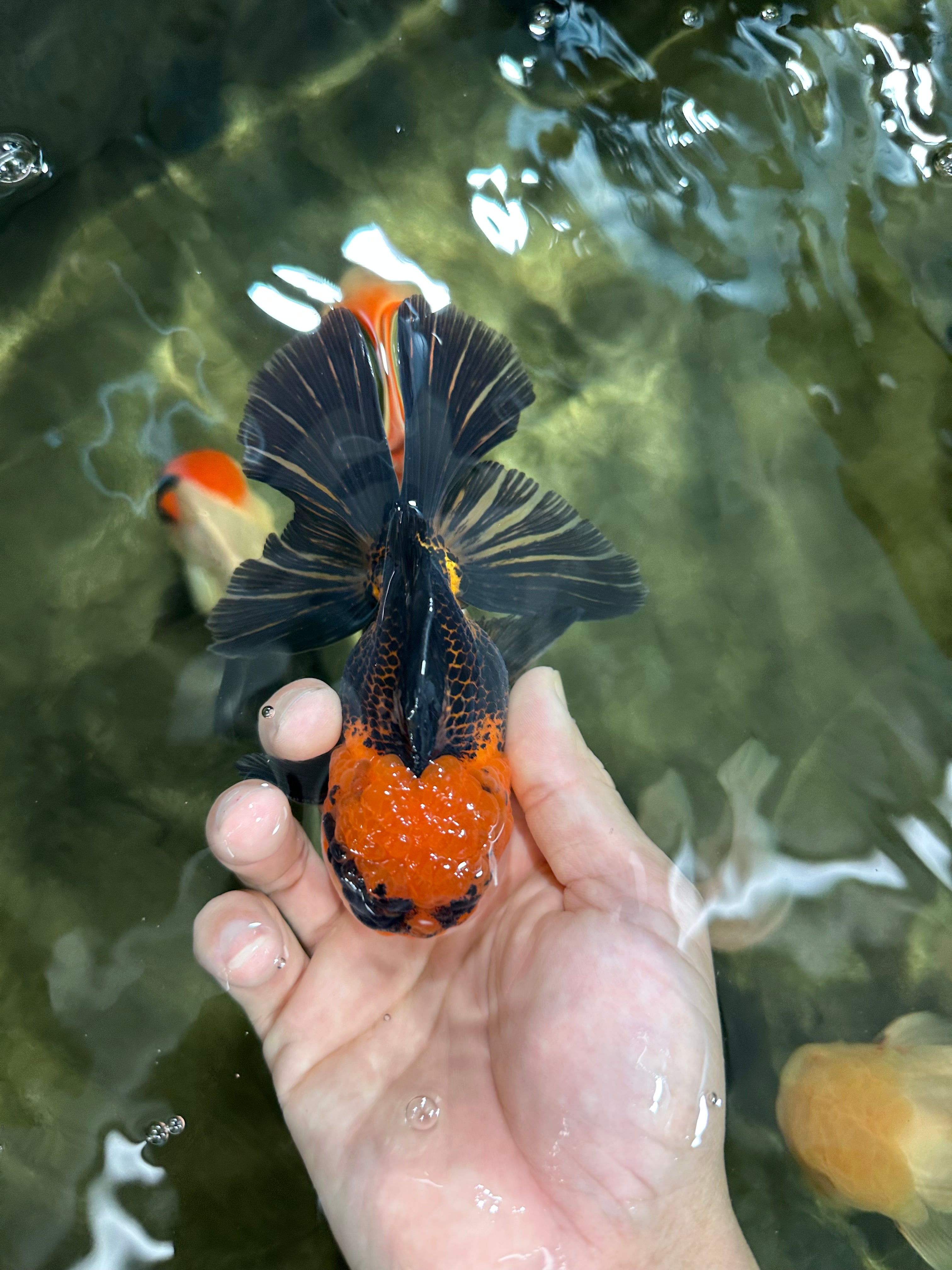 A Grade Dragon Tricolor Oranda Male 5 inches #060625OR_18 – Jimmy