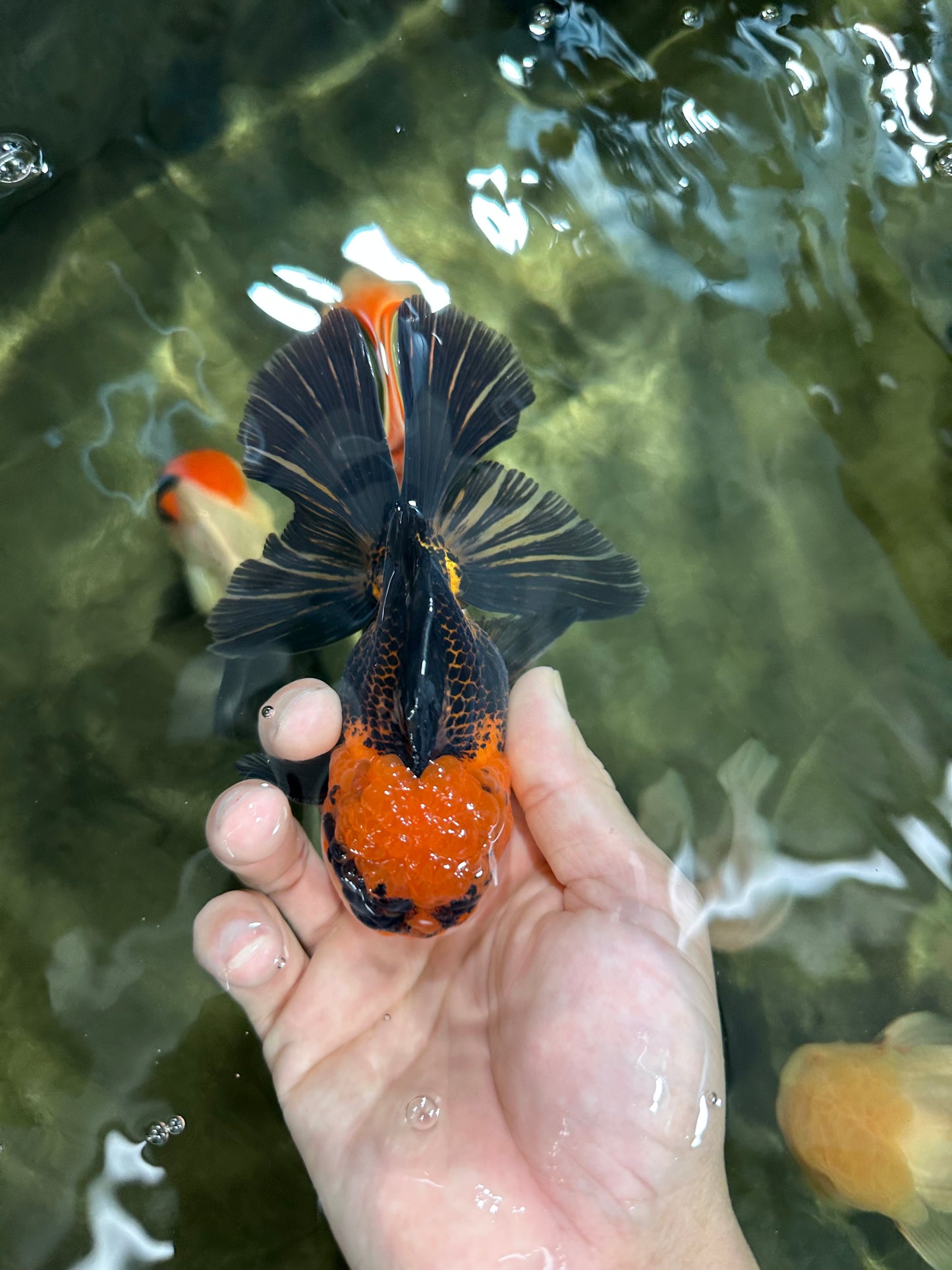 A Grade Dragon Tricolor Oranda Male 5 inches #060625OR_18