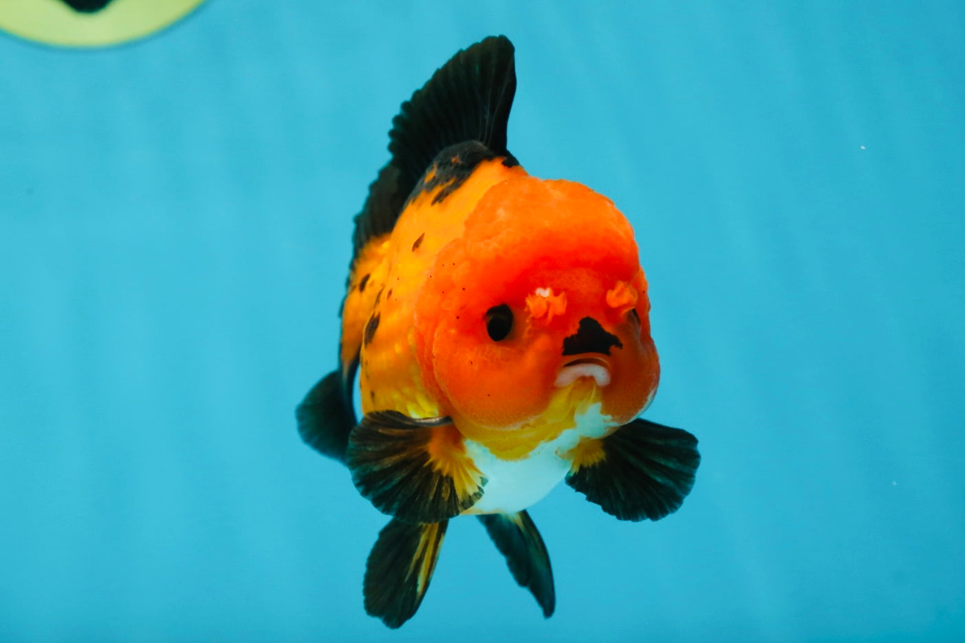 A Grade Pompom Apache Button Eyes Yuanbao Male 4 inches #050925YB_26