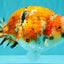 CHUBBY AAA Grade Diamond Scale Tricolor  Ranchu Male 5.5-6 inches #101626RC_26