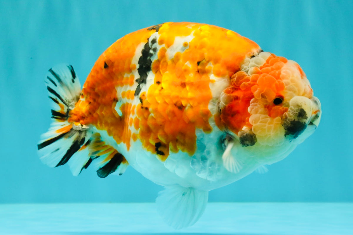 CHUBBY AAA Grade Diamond Scale Tricolor  Ranchu Male 5.5-6 inches #101626RC_26