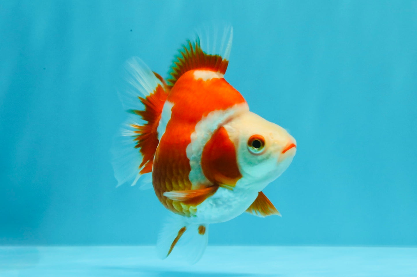 AAA Grade Red White Ryukin Female 4-4.5 inches #030626RK_16