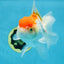 A Grade ADORABLE Red White Oranda Female 5.5 inches #072525OR_18
