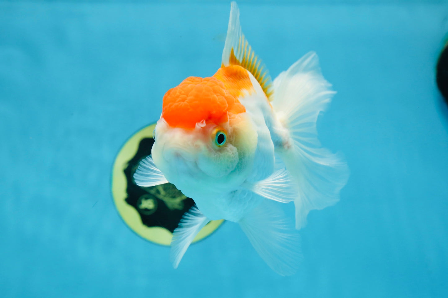 A Grade ADORABLE Red White Oranda Female 5.5 inches #072525OR_18