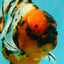 CHUNKY AAA Grade Calico Oranda Male 6-6.5 inches #070626OR_17