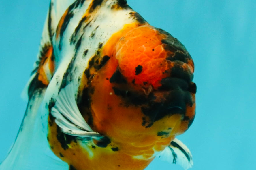 CHUNKY AAA Grade Calico Oranda Male 6-6.5 inches #070626OR_17