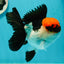 A Grade Villain Tricolor Oranda Male 5.5 inches #111524OR_30