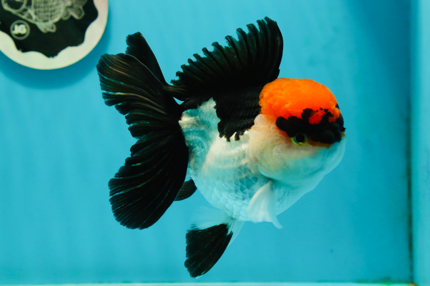 A Grade Villain Tricolor Oranda Male 5.5 inches #111524OR_30