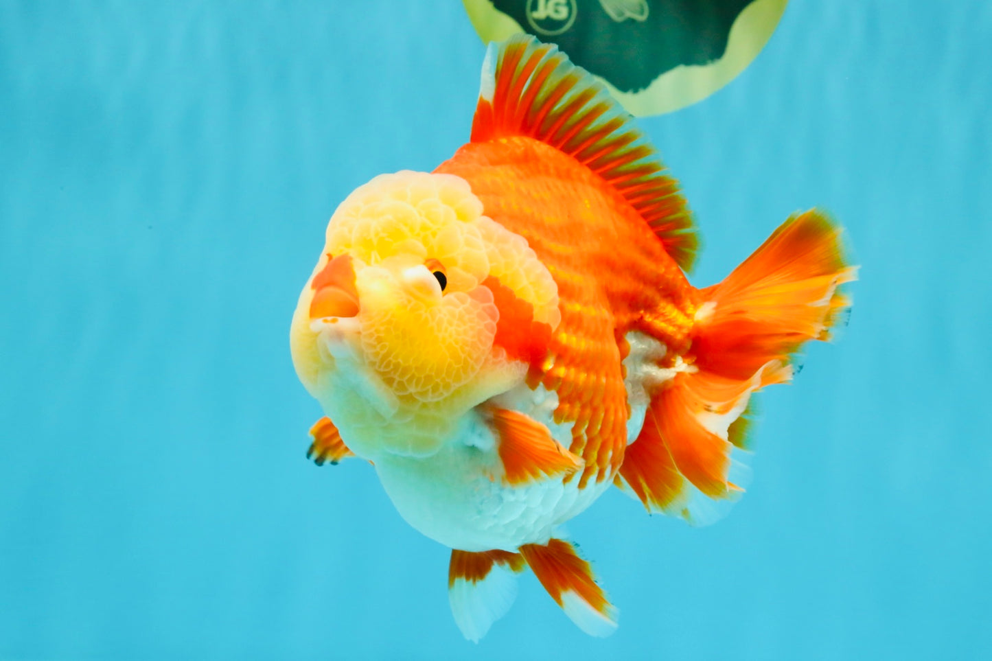 SUPER CUTE AAA Grade Godzilla Red White Yuanbao Male 6 inches #022726YB_02