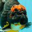 AAA Grade Super Red Head Kirin Oranda Male 7-7.5 inches #062626OR_01