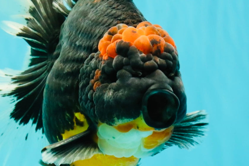 AAA Grade Super Red Head Kirin Oranda Male 7-7.5 inches #062626OR_01