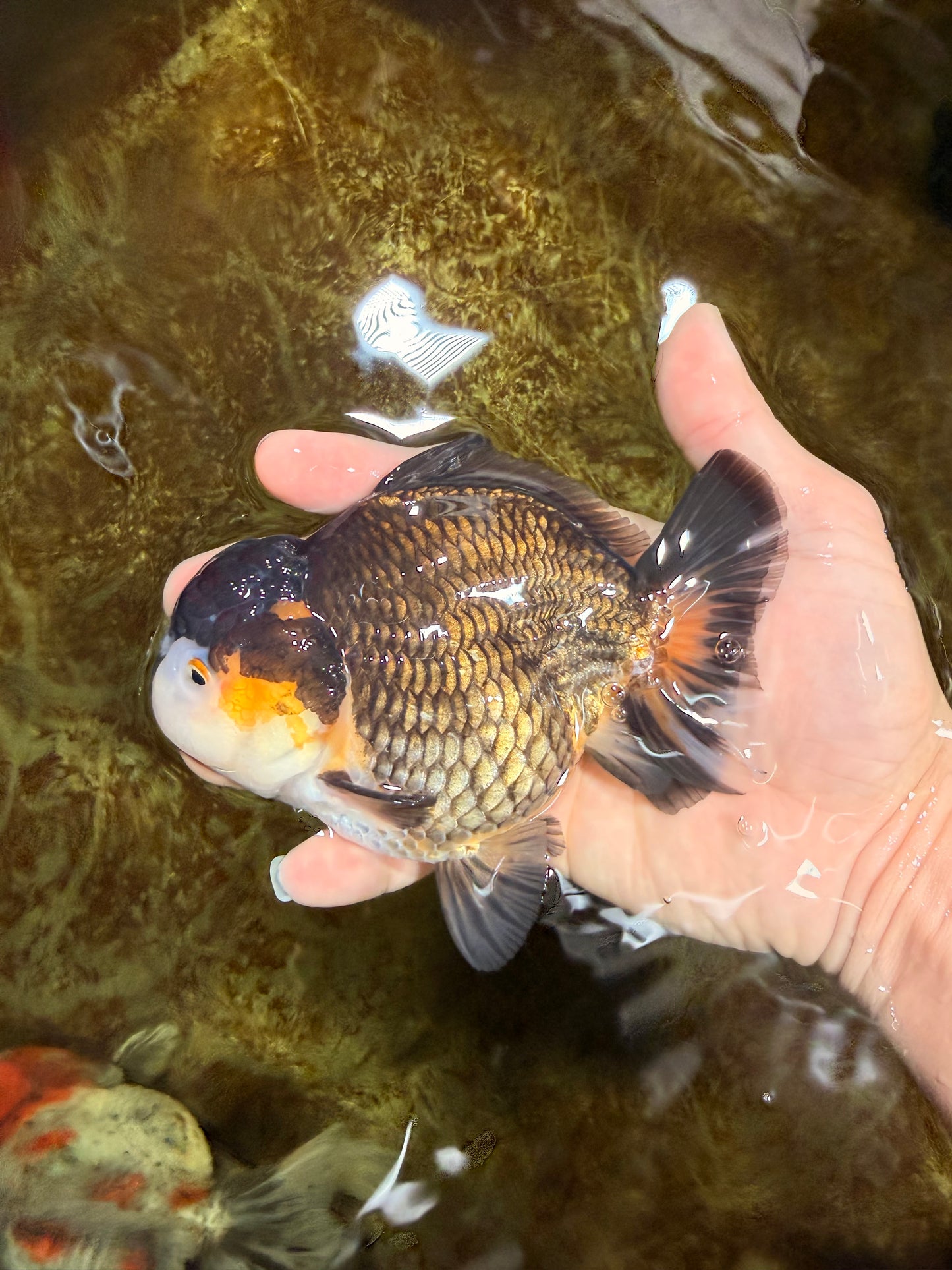 CHUBBY A Grade Tricolor Yuanbao Male 5-5.5 inches #121925YB_10