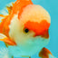 AAA Grade Red White Oranda Male 5 inches #061926OR_23