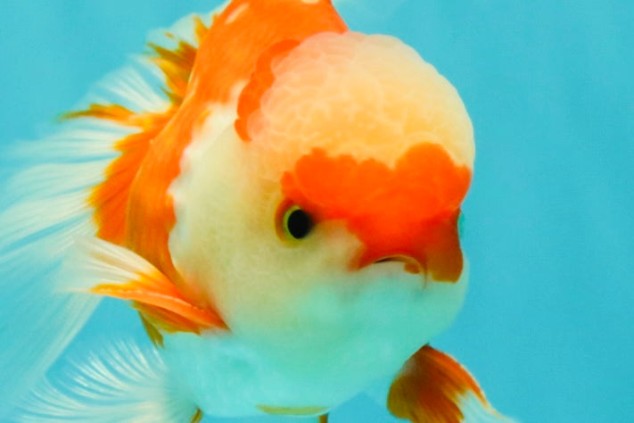 AAA Grade Red White Oranda Male 5 inches #061926OR_23