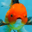 SPECIAL Apache Oranda Female 6 inches #091225OR_17