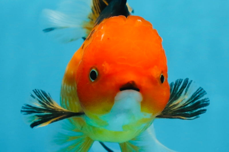 SPECIAL Apache Oranda Female 6 inches #091225OR_17