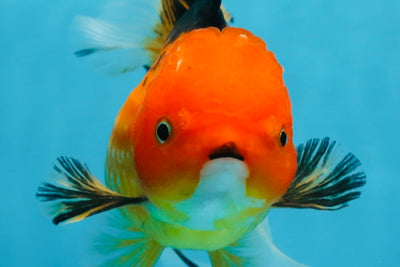 SPECIAL Apache Oranda Female 6 inches #091225OR_17