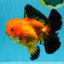 CHONKY A Grade Apache Oranda Male 5.5-6 inches #040326OR_09