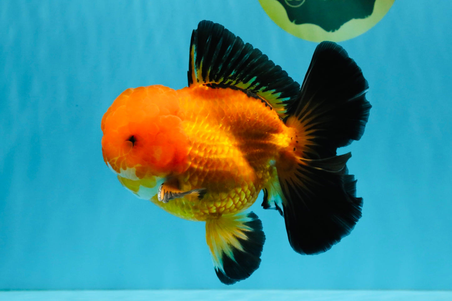 CHONKY A Grade Apache Oranda Male 5.5-6 inches #040326OR_09
