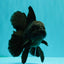 A Grade Black Oranda Male 5 inches #102326OR_13