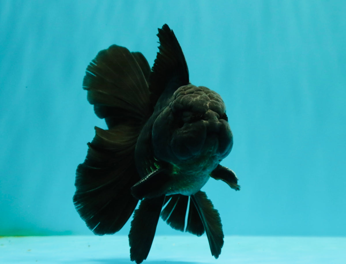 A Grade Black Oranda Male 5 inches #102326OR_13